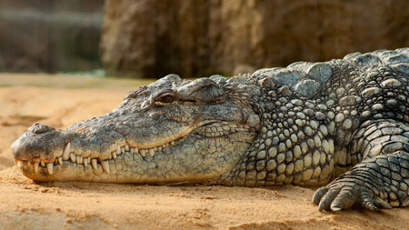 Crocodile d'Afrique