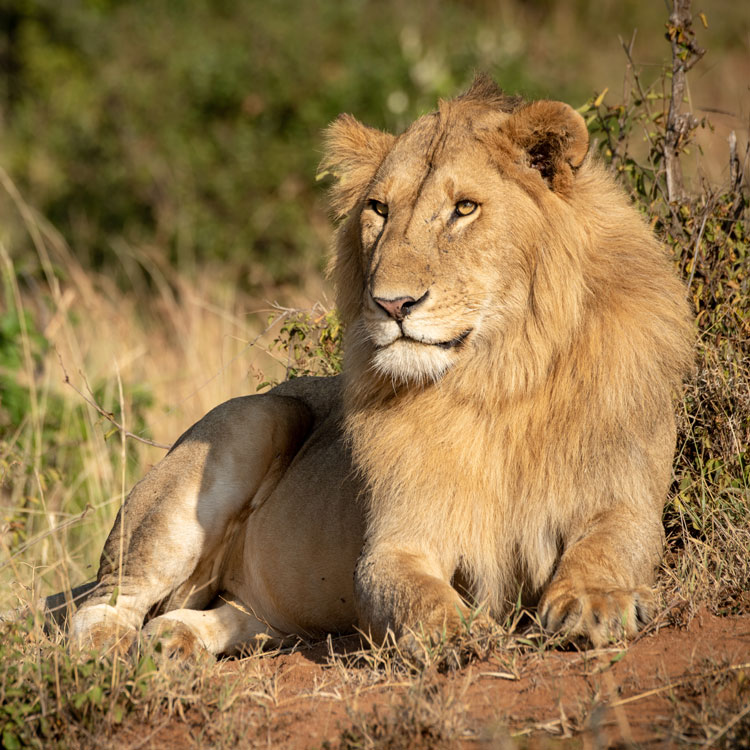 Lion d'une réserve naturelle