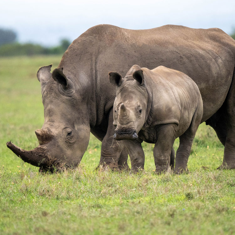 Rhinocéros et son rhinocéron