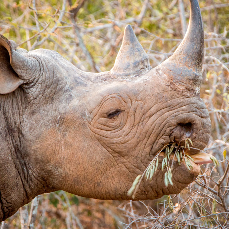 Rhinoceros qui mange