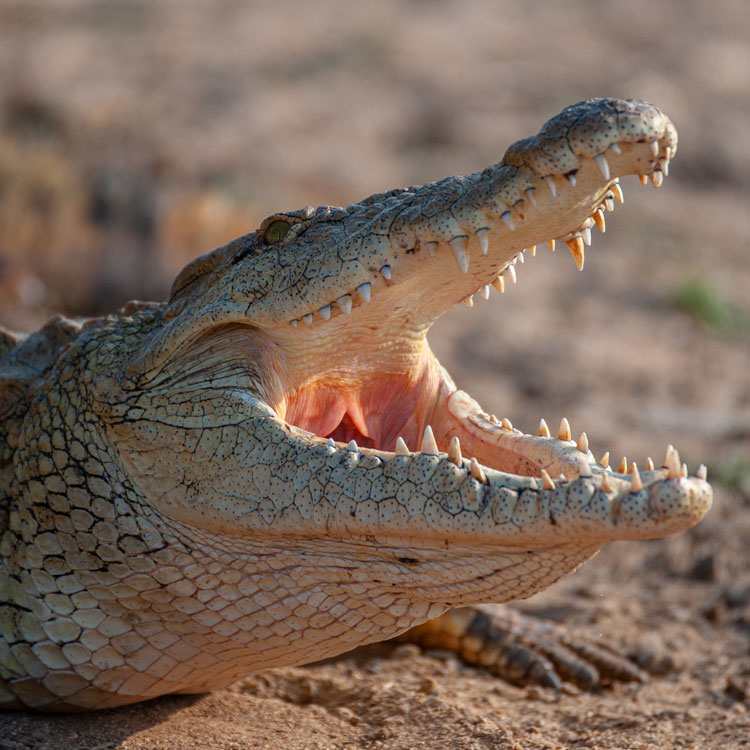 Crocodile la gueule ouverte