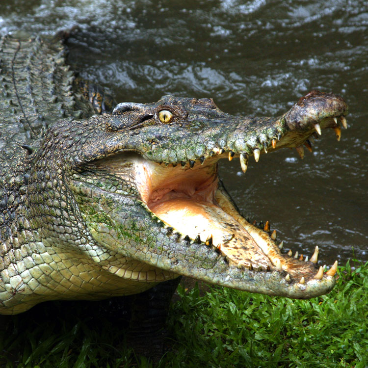 Crocodile menaçant