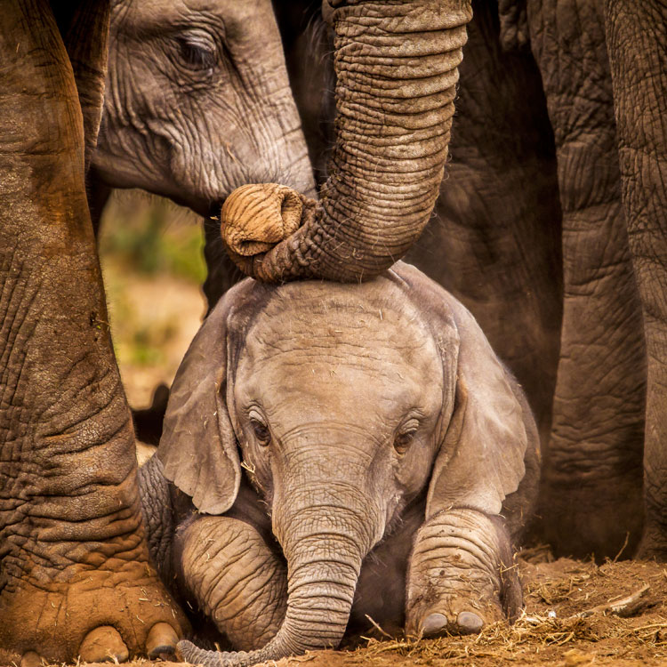 Éléphant protegeant sont petit