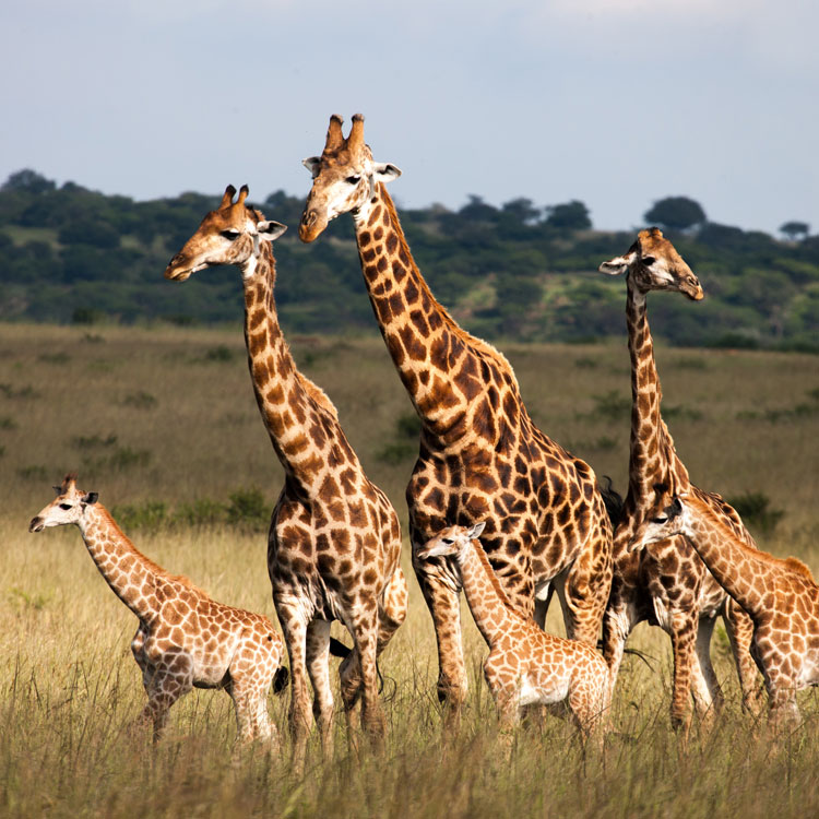Groupe de girafe dans la savane