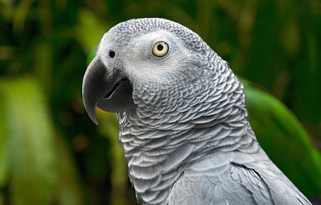 Gris d'Afrique Gris d'Afrique
