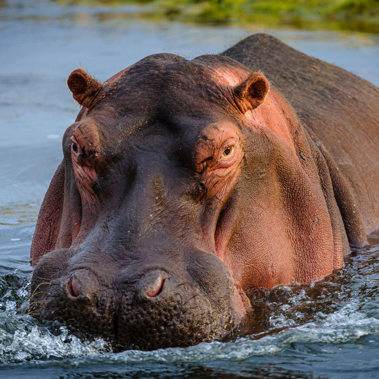 Hippopotame qui nage