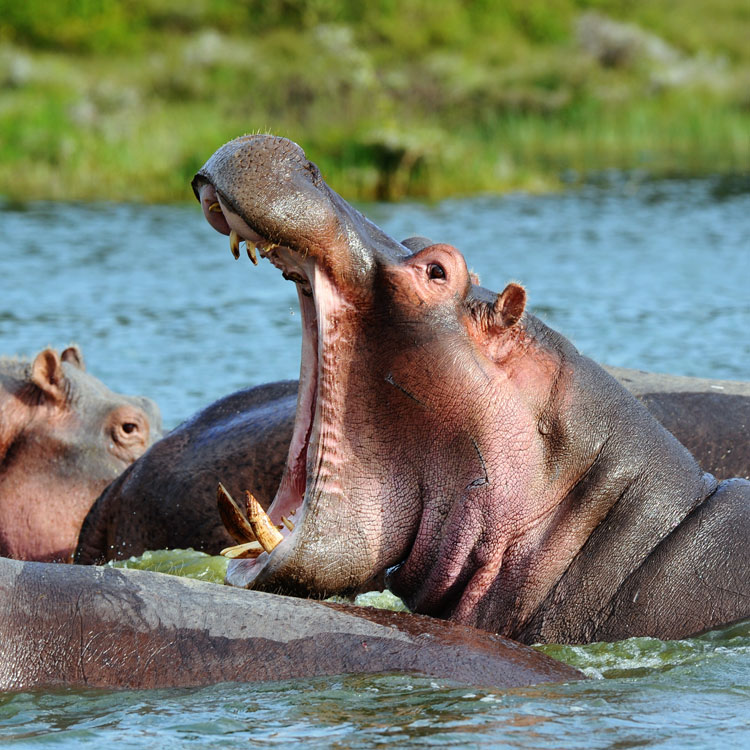 Hippopotame agressif 