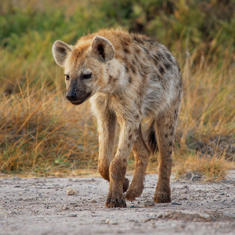 Hyène dans la savane