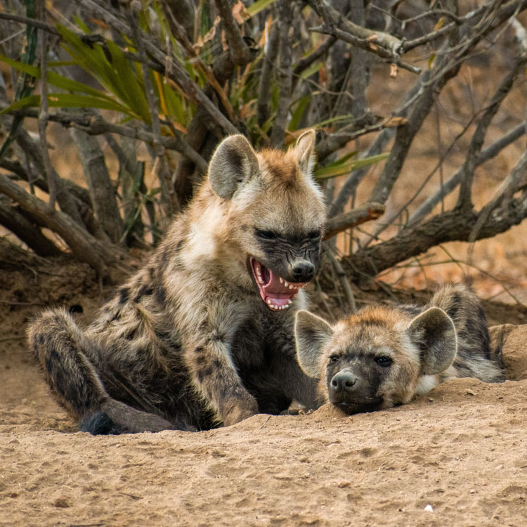 Jeunes hyènes qui s’amusent 