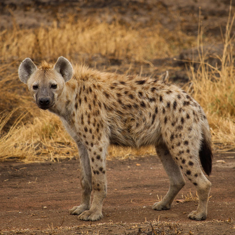 Hyène aux aguets