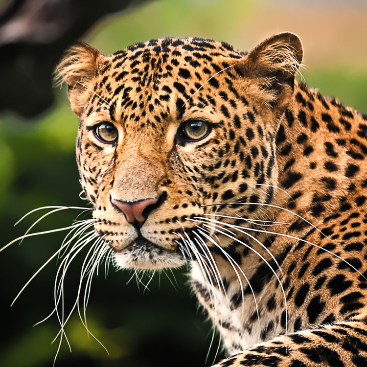 Visage d’un léopard