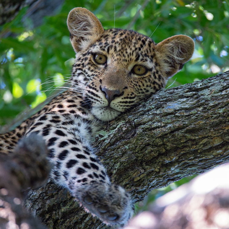 Léopard sur un arbre 