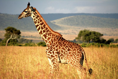 Photo d'une girafe