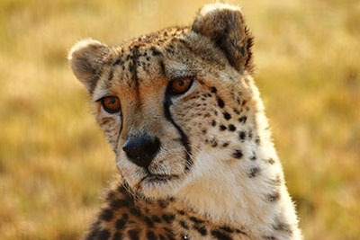 Photo d'un guepard