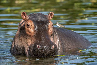 Photo d'un hippopotame