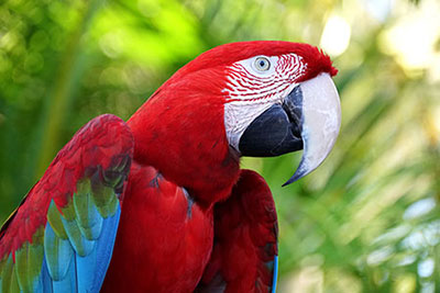 Photo d'un perroquet rouge