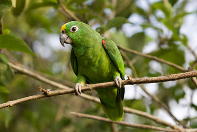 Photo d'un perroquet vert