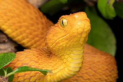Photo d'un serpent