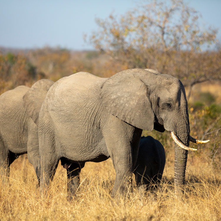 Éléphants d'une réserve naturelle