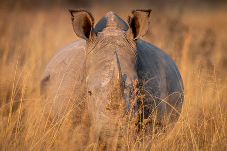 ./rhinoceros