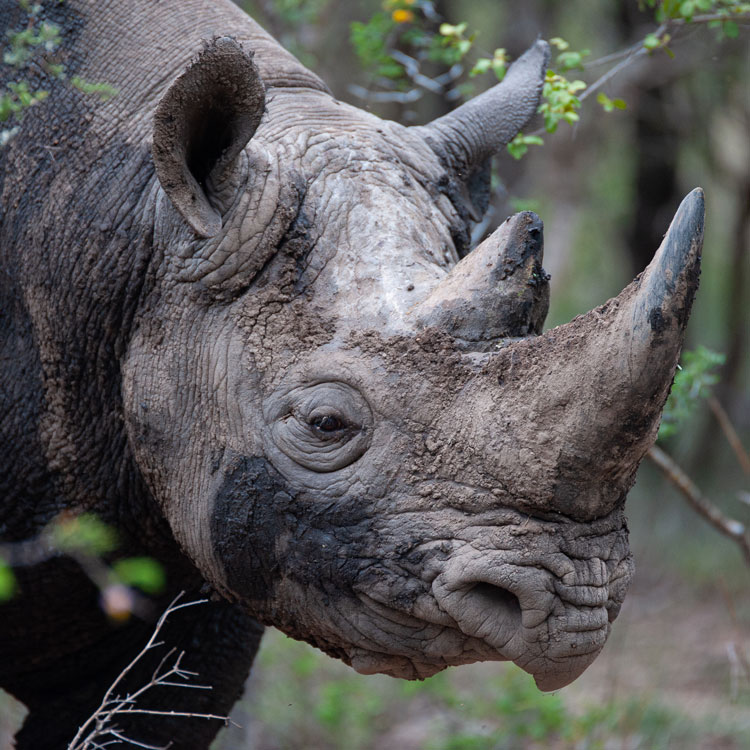 Rhinocéros noire, en voie d’extinction