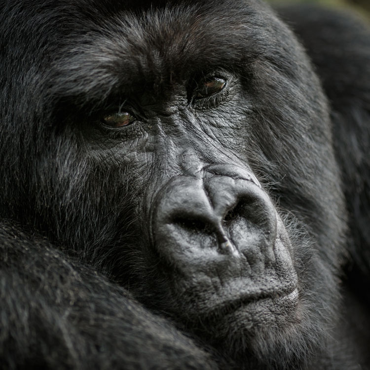 Gorille des montagnes, en voie d’extinction